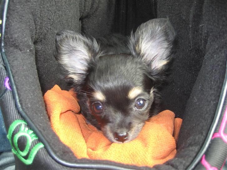 Chihuahua Mille billede 11