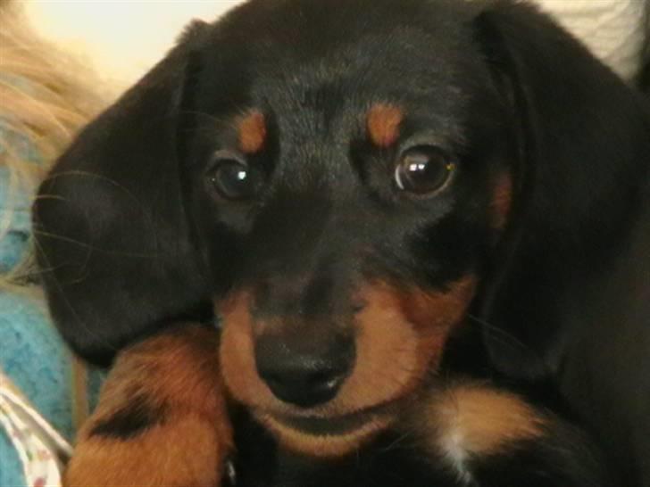 Dværggravhund futte - Futte som hvalp. billede 1