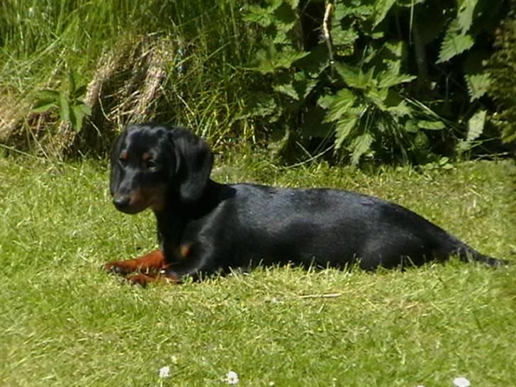 Dværggravhund futte - Nyder solen billede 2