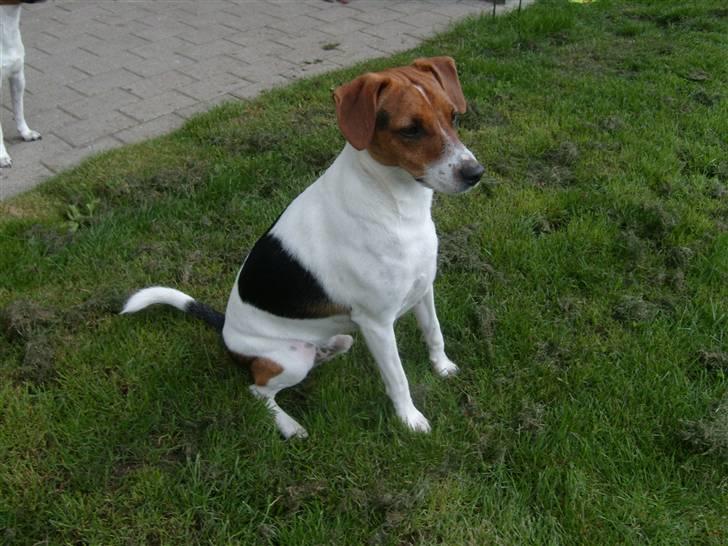 Dansk svensk gaardhund Charlie 17-12-2006 billede 18