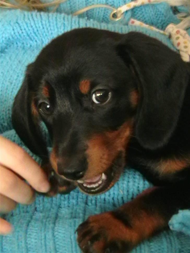 Dværggravhund futte - Er jeg ikke kær billede 3