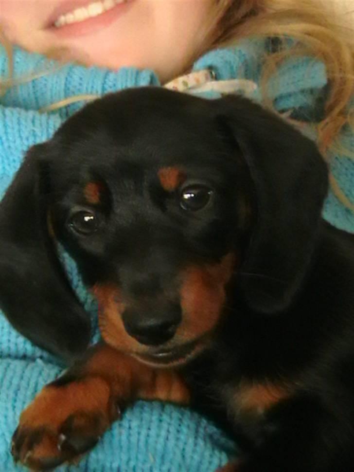 Dværggravhund futte - Elsker at blive nusset. billede 4