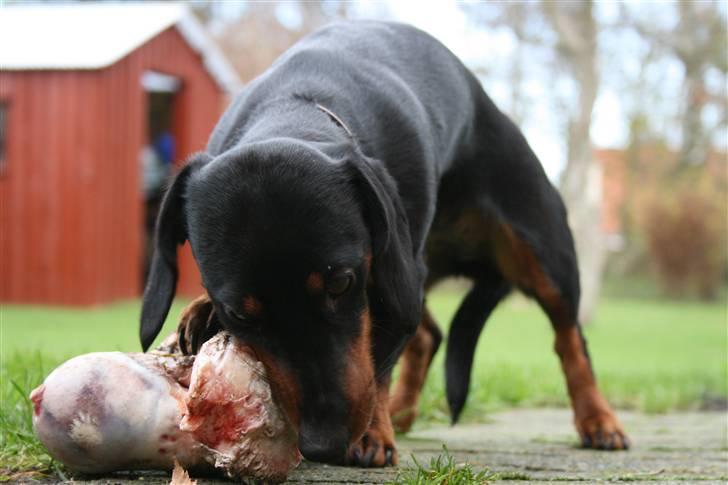 Dværggravhund futte billede 5