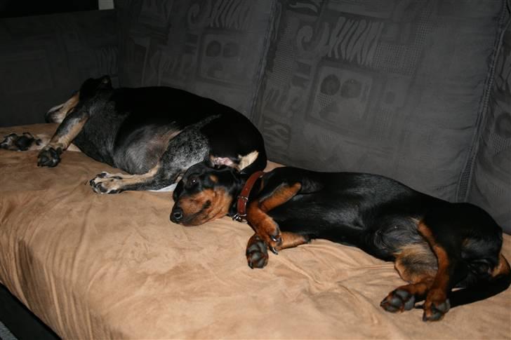 Dværggravhund futte - Pyha der er så varmt. Futte og Mulle tager sig en slapper på sofaen billede 6