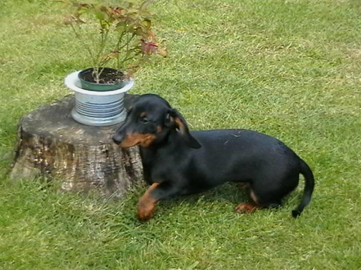 Dværggravhund futte - Hov, hvad var det? Nu kommer far vist hjem fra arbejde. billede 7