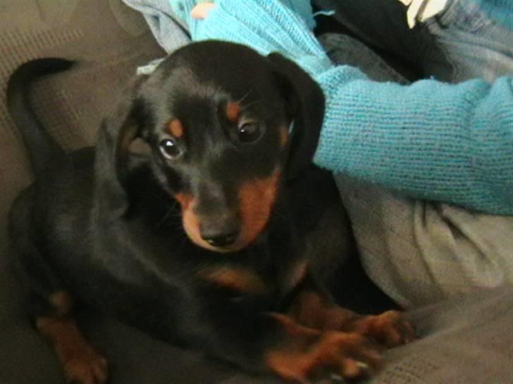 Dværggravhund futte - Så strækker vi lige kroppen. billede 8