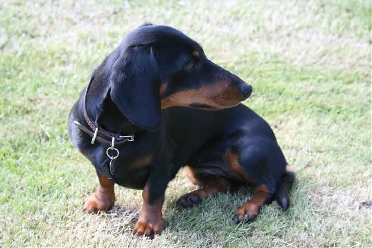 Dværggravhund futte - Hvor er Mulle blevet af? billede 9