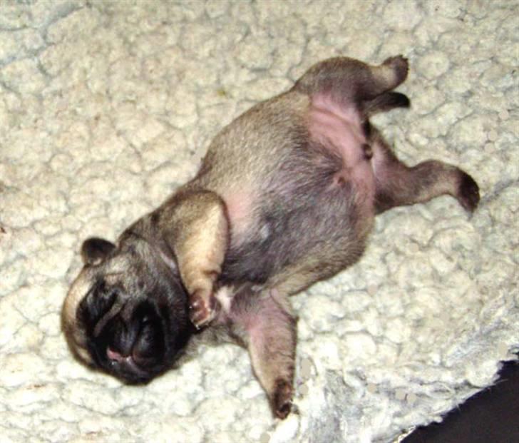 Mops Ibeth Pug Dominic Purcell - klumpen (ikke fra det ydre rum) billede 9