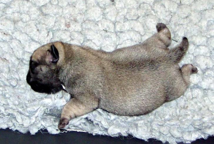 Mops Ibeth Pug Dominic Purcell - se hans fine ål billede 10