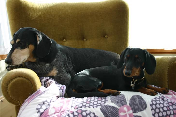 Dværggravhund futte - Mulle`s stol i udestuen. Se mor jeg fik også lov. billede 10