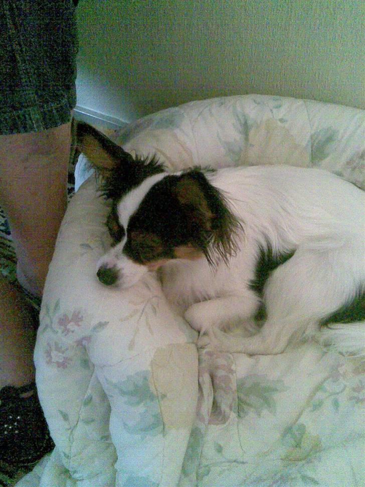 Papillon Coco billede 1