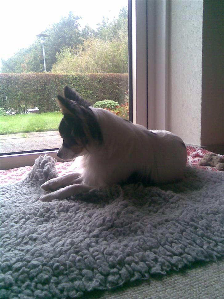 Papillon Coco billede 2