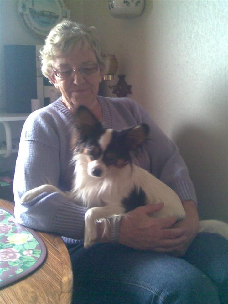 Papillon Coco billede 4