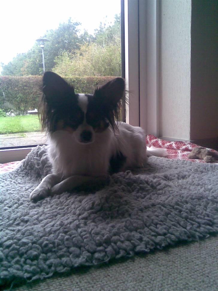 Papillon Coco billede 5