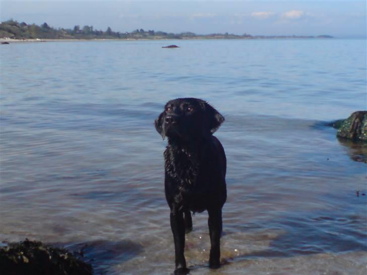 Labrador retriever (Formel 1) Blackie - Blackie ved Saksild 2008 billede 2