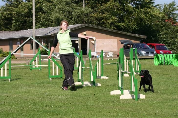 Labrador retriever (Formel 1) Blackie - Ag kursus i Ribe juli 2008 billede 3