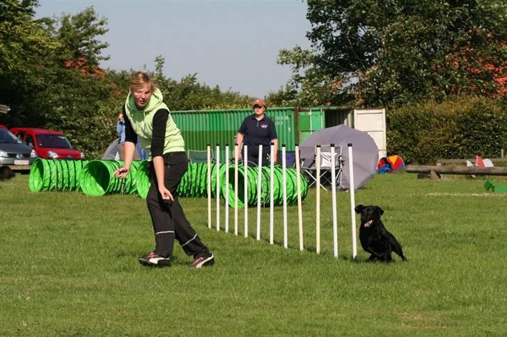 Labrador retriever (Formel 1) Blackie - Ag kursus i Ribe juli 2008 billede 4