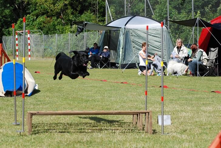 Labrador retriever (Formel 1) Blackie - Stævne i Harlev juni 2008 billede 5