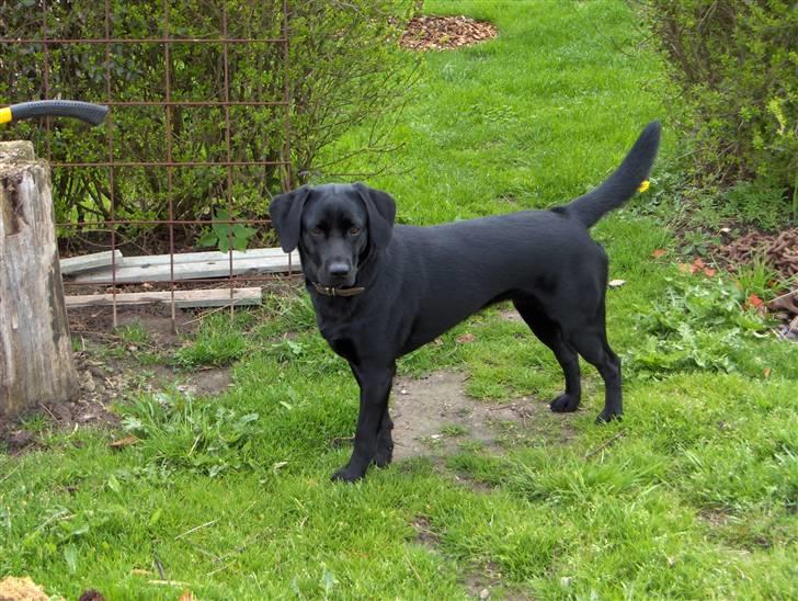 Labrador retriever (Formel 1) Blackie - Blackie klar til sjov billede 8