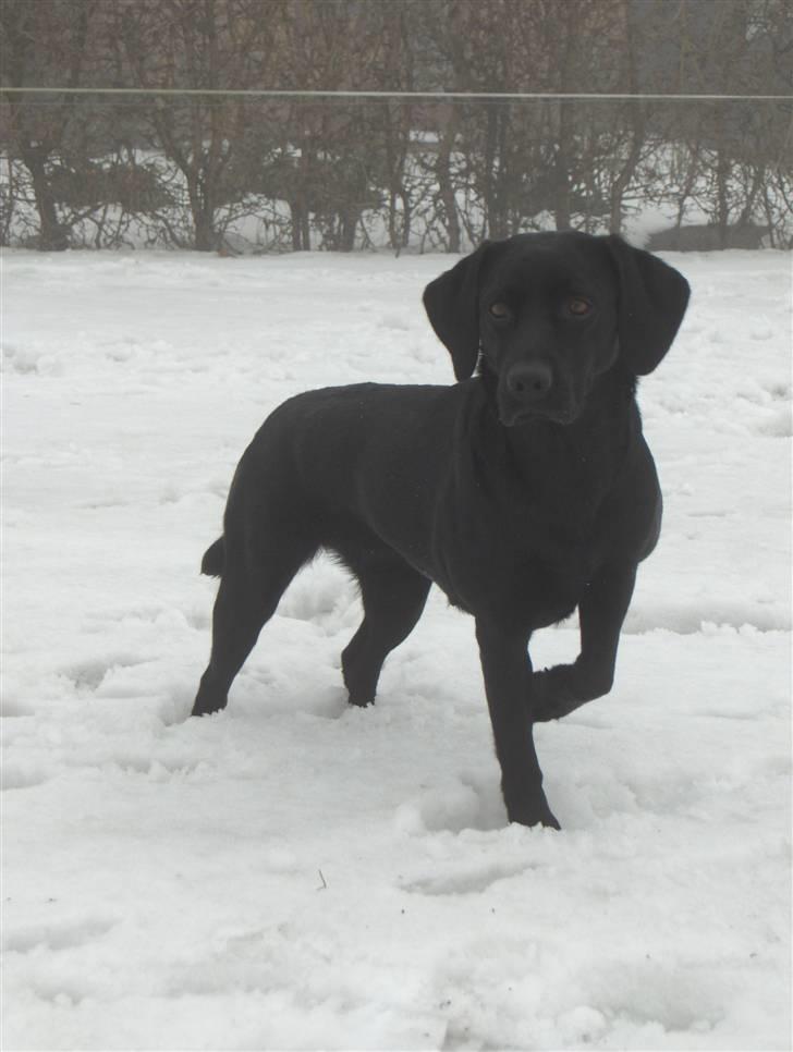 Labrador retriever (Formel 1) Blackie - Blackie i sneen billede 11