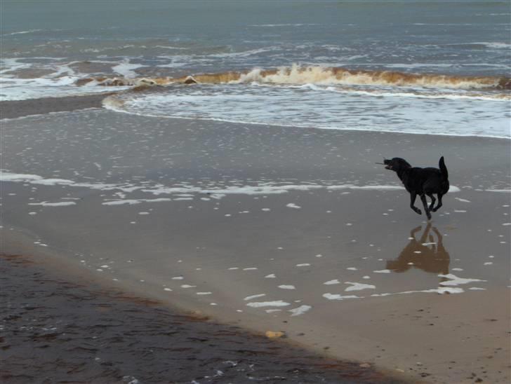 Labrador retriever (Formel 1) Blackie - Blackie ved vesterhavet billede 12