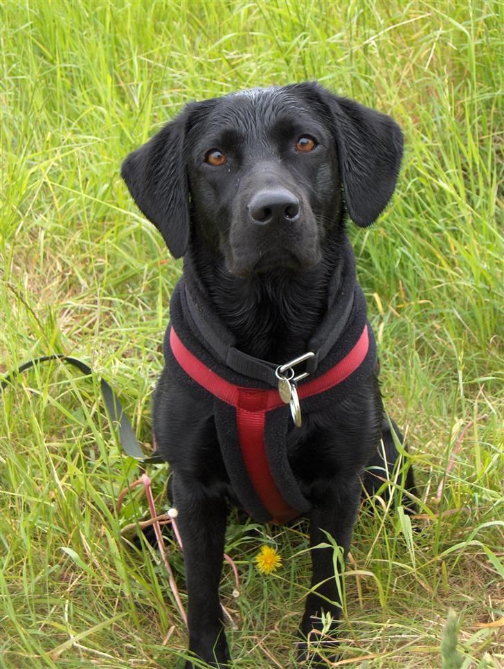 Labrador retriever (Formel 1) Blackie - Blackie efter at have gået Tunø rundt billede 13