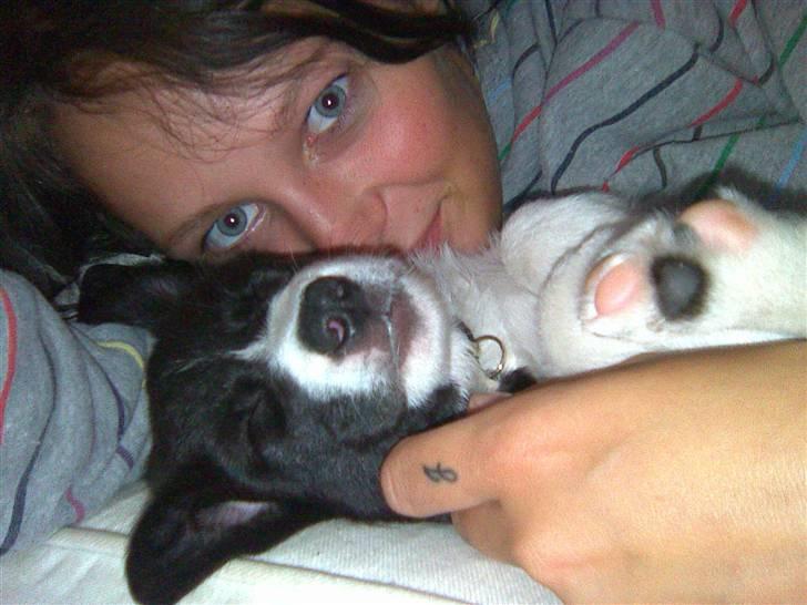 Border collie Kahlua billede 11