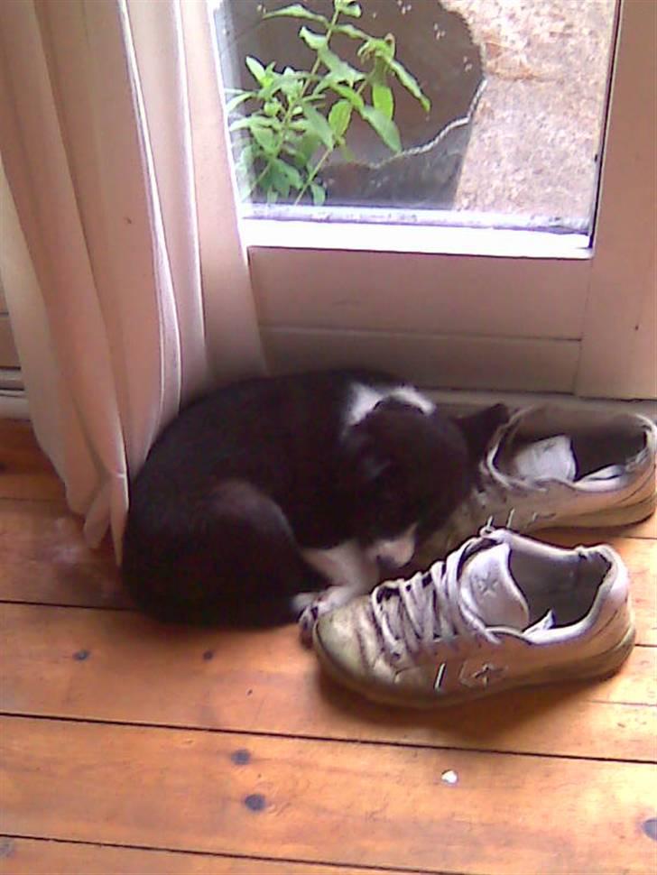 Border collie Kahlua billede 12