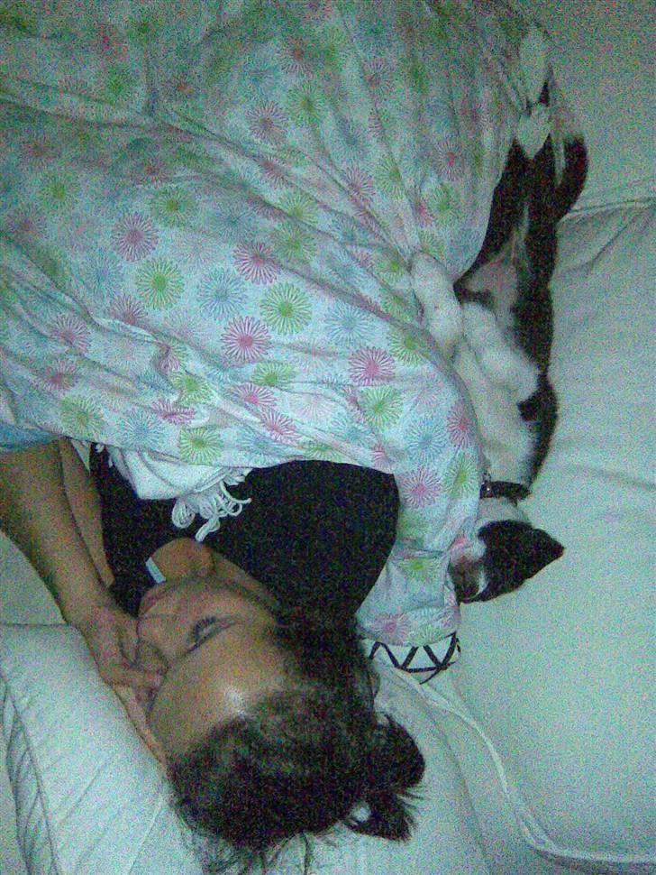 Border collie Kahlua billede 13