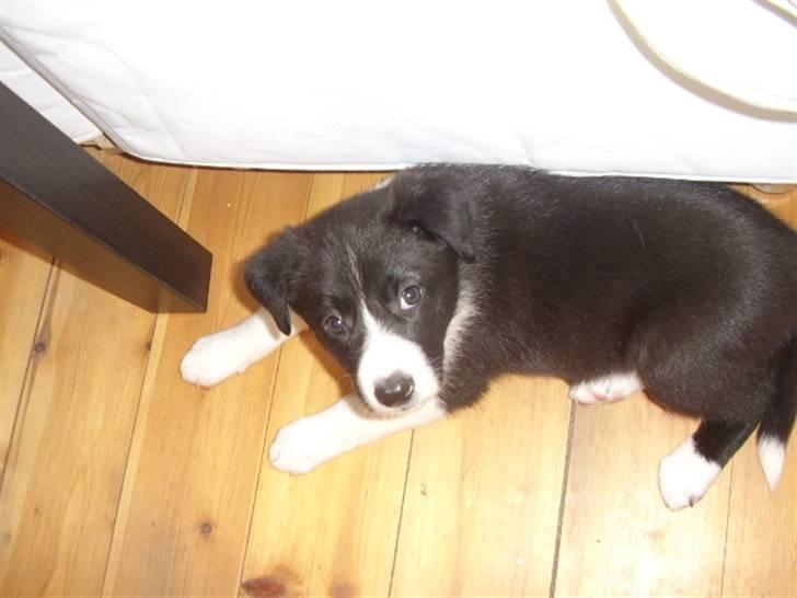 Border collie Kahlua billede 14