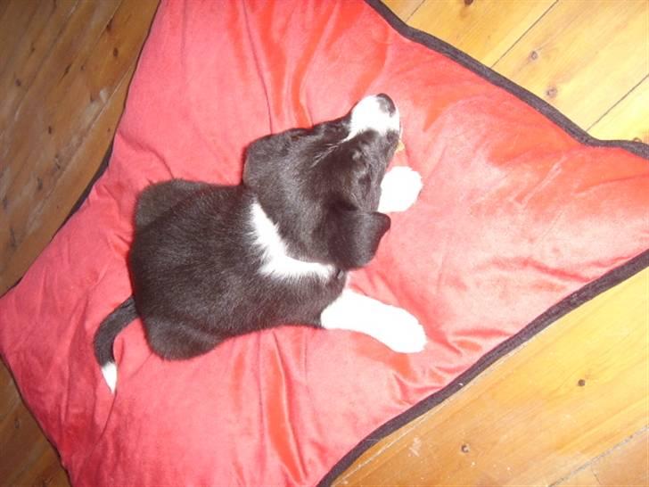 Border collie Kahlua billede 15