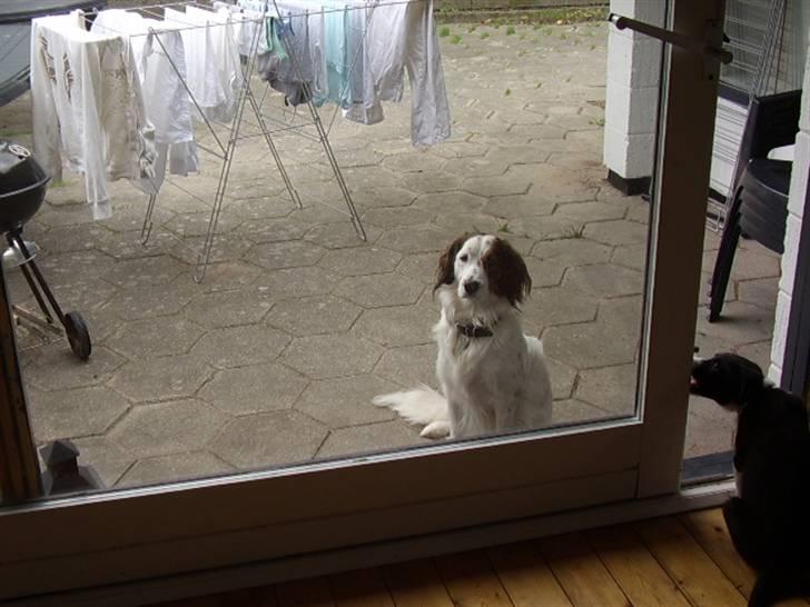 Border collie Kahlua billede 16