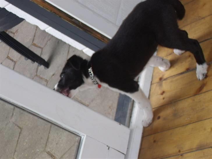 Border collie Kahlua billede 17