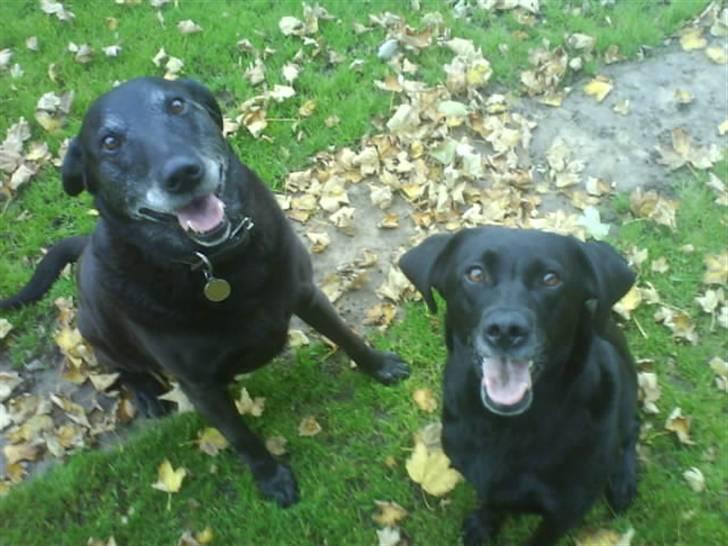 Labrador retriever Chili - til højre buster,far, og til venstre chili billede 18