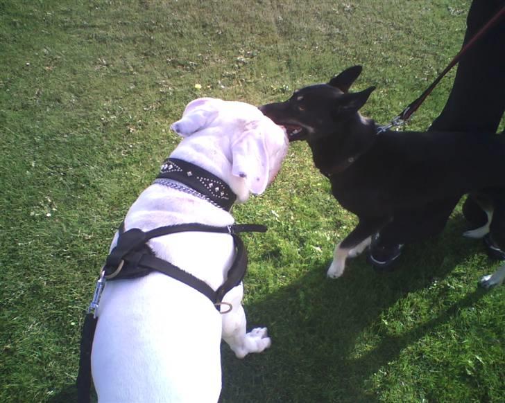 Dogo argentino Pablo Escobar(dogo dreng) - Pablo´s første møde med Nikita :) billede 11