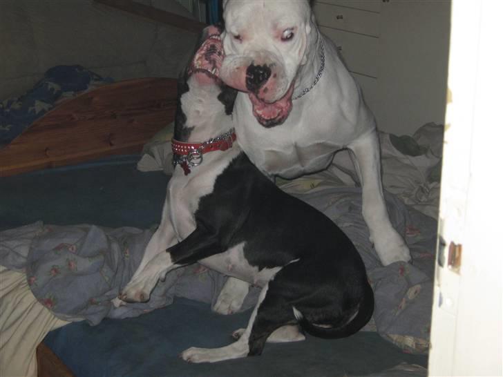 Dogo argentino Pablo Escobar(dogo dreng) - zita og pablo leger i sengen... billede 12