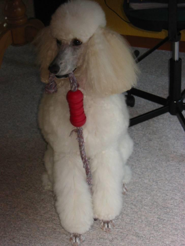 Storpuddel Nakita P.I.P. 28-7-2011 billede 18