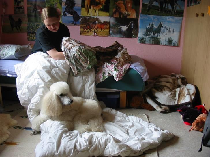 Storpuddel Nakita P.I.P. 28-7-2011 - Vil man ligge godt må man jo være hurtig :) billede 19