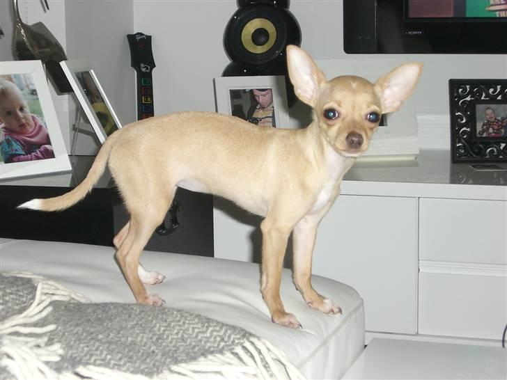 Chihuahua Mira - øhm jeg er altså ikke på vej op på bordet! slet ikke!!! billede 20