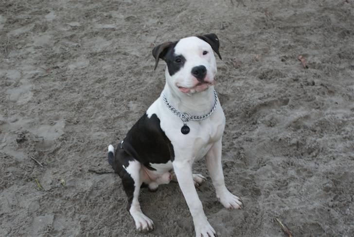 Amerikansk staffordshire terrier Cæser R.I.P billede 19