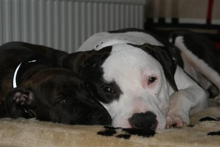 Amerikansk staffordshire terrier Cæser R.I.P billede 20