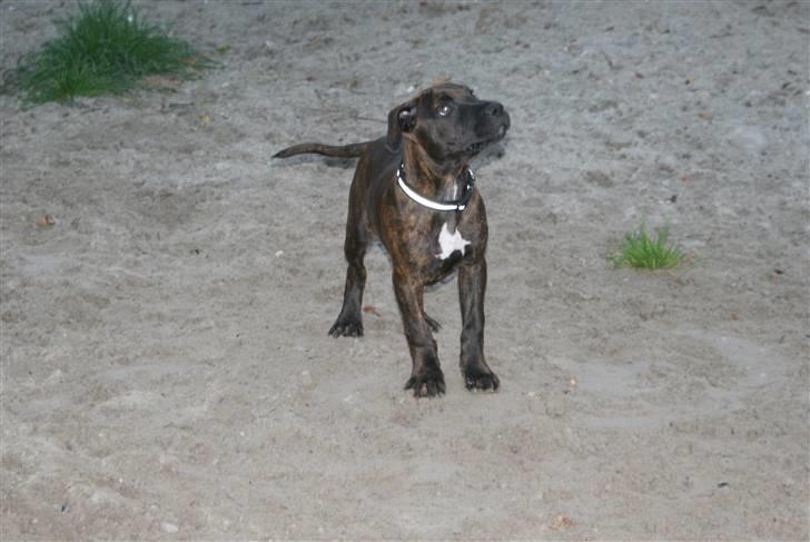 Blanding af racer Kessler - Som om jeg gider løbe efter dig mor billede 13