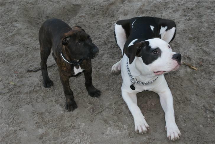 Blanding af racer Kessler - Mig og min bror :) billede 14