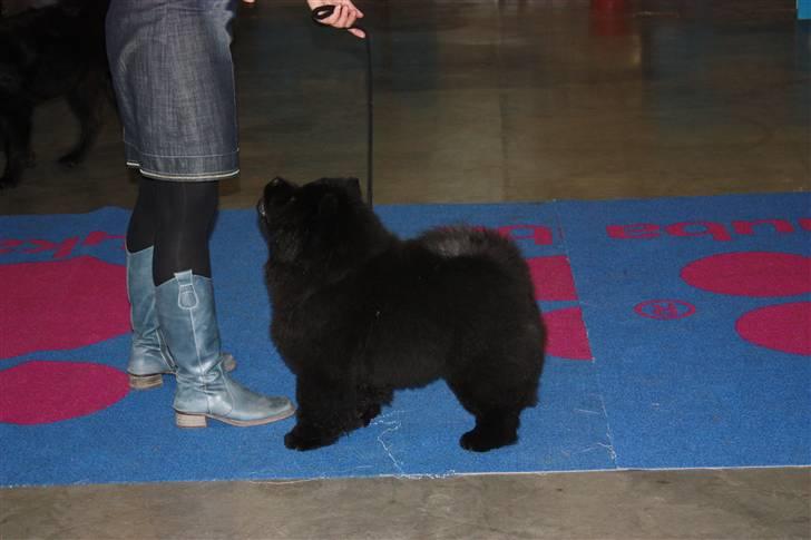Chow chow Dai Lan Zung Tzung Le - Charleroi, Belgien min første udstilling 3½ måned gammel. billede 5