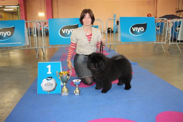 Chow chow Dai Lan Zung Tzung Le - Jubii - jeg blev BIS baby! billede 6