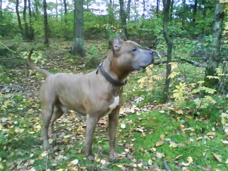 Amerikansk staffordshire terrier Gold Bonzo Malcom RIP billede 18