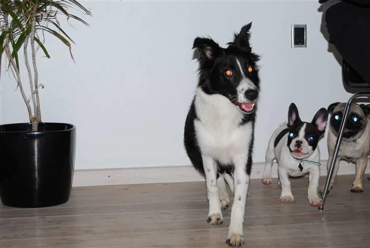 Fransk bulldog Gizmo - Trip, Trap, Træsko billede 8