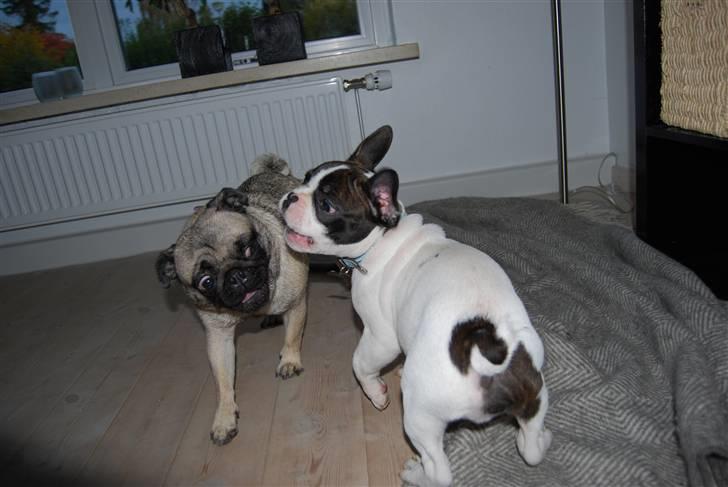 Fransk bulldog Gizmo - Kan du så blive her Freja billede 9