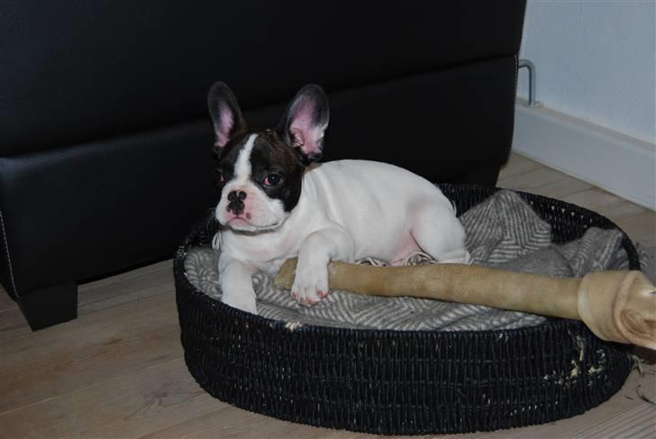 Fransk bulldog Gizmo - Ødelagde min fine kurv, så har fået denne midlertidligt. Også god nok billede 10