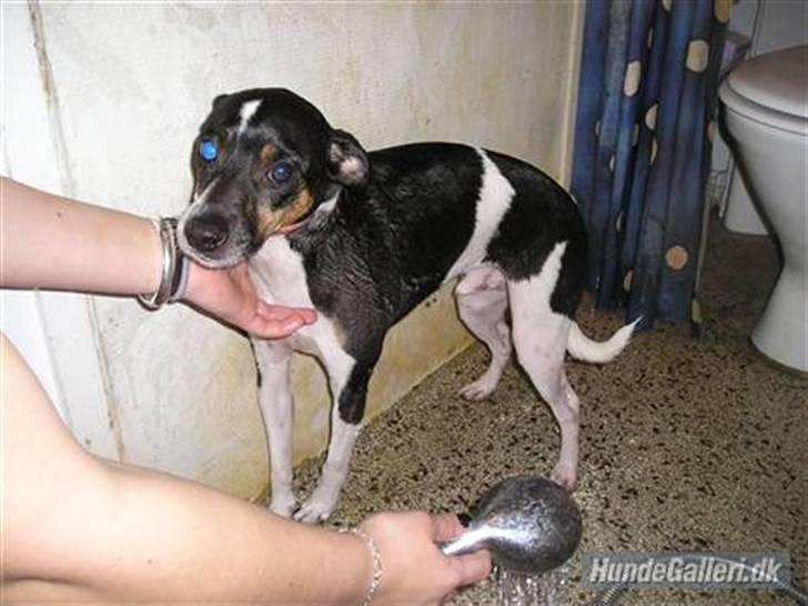 Dansk svensk gaardhund Jønne - mig der vasker lille Jønse d; <33  billede 9